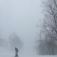 インコのトーク