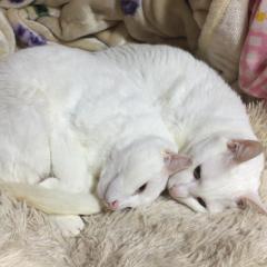 うちの猫がかわいすぎる件について