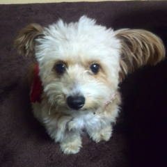 がきさんのトーク