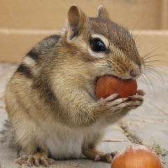 ぱるる大好き♡