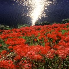 るとたん(ФωФ)たくたん