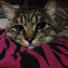 みらいのトーク