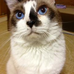 ネコ飼ってる？