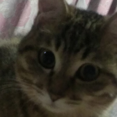 紅蓮弐式のトーク