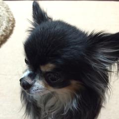 あっきー@らんまるＪＫ