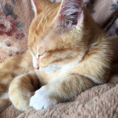 ヒロのトークです