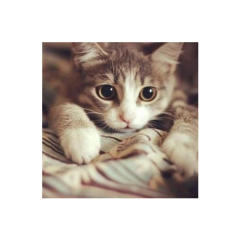 みこっちゃん♡ฅ(｡•ㅅ•｡ฅ)