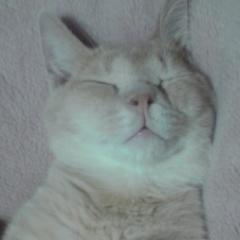 猫大好き( ๑>ω•́ )۶