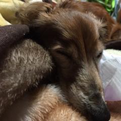 サタボーのトーク