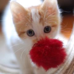 ポケコロやってるひとー