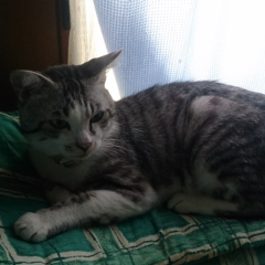 のら猫のトーク