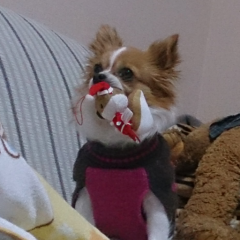 ヨッシーのトーク