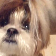 ひのちゃんのトーク