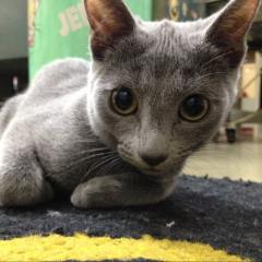 寝れないチーム