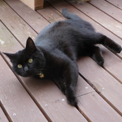 ウィズトーーーク