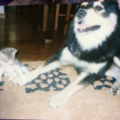 よしき（FANKS）