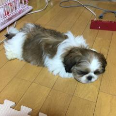 キャンティー（ゆぅ。）