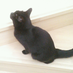 乃木ねこ画像工房