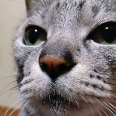 ♚みわわん♚( *¯ ³¯*)♡