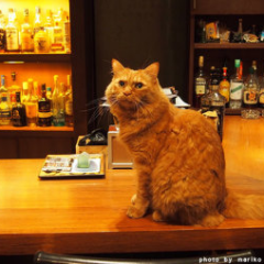 期間限定？SHOT BAR『さっく』