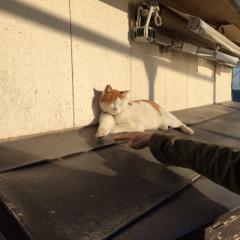 右っちゃん