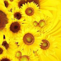 モンストで運極や超絶を一緒に目指したいです。