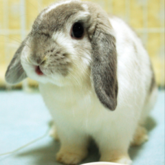 うさぎ～