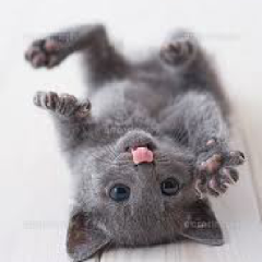 おはようニャー！