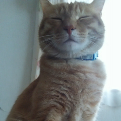 はとさん（まこ）