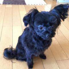 ごっちゃん