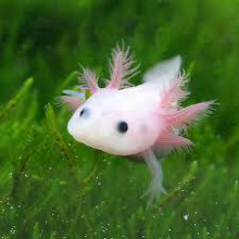 たくまるのトーク