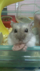 あちゃみんのトーク