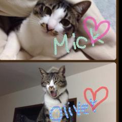 猫好きな人ー\( ˆoˆ )/