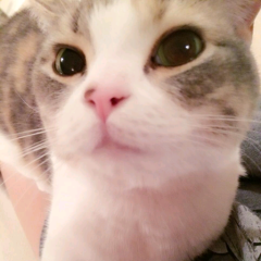 はたけ