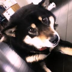 rino  (・∀・)
