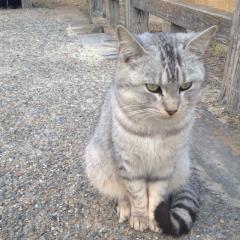 猫  ネコ  ねこ