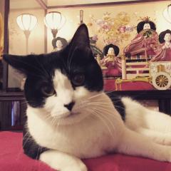 ねこの話をするとこ