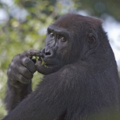 ゴリトーーーク