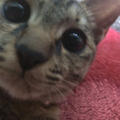 あちゃん*