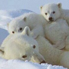 しろくまのトーク