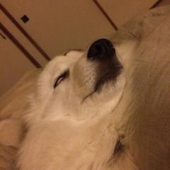 ロリコン感動秘話語ってく。