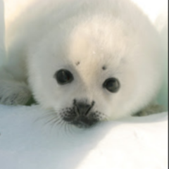 みうとりんのトーク