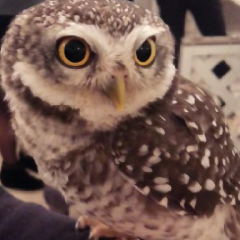 和楽器バンド好きな人居るー？