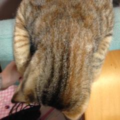 りっつぁんのトーク