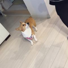 やまもも。