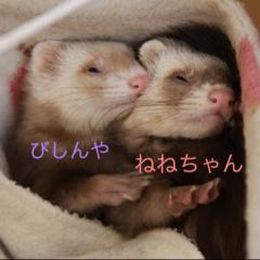 シロすけ