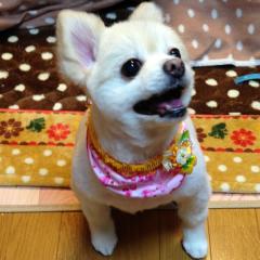 みータン