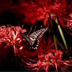 お久しぶりですお姉様。