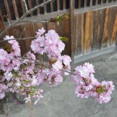 みな