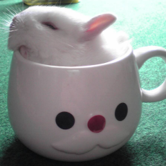りさたん